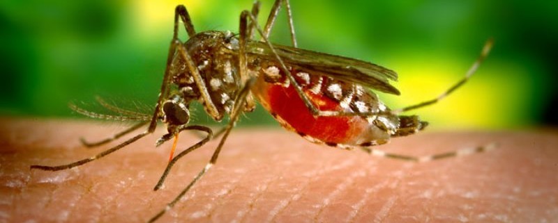 Zika_Vírus_Saúde_Gustavo_Colloca