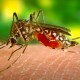 Zika_Vírus_Saúde_Gustavo_Colloca